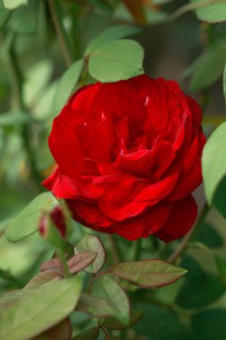 Red rose on nature background