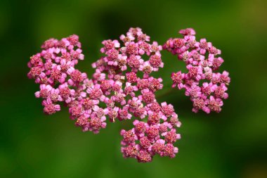 doğa zemin üzerine pembe çiçekler