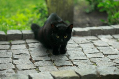 Sevimli siyah kedi portresi