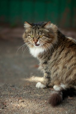 Şirin Gri kedi portresi