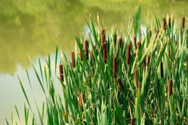 Brown reeds on a river bank