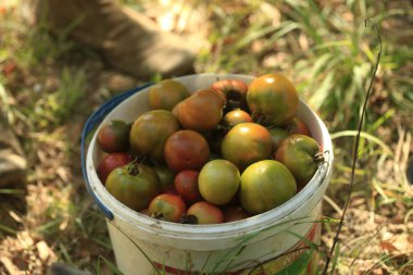 Red and green tomatoes in summer garden