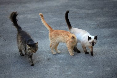 Şirin sokak kedisinin portresi