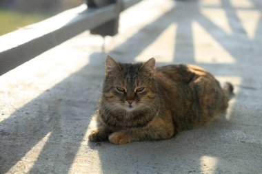 Şirin sokak kedisinin portresi