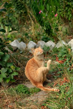 Şirin sokak kedisinin portresi