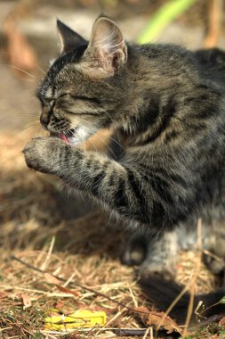 Şirin sokak kedisinin portresi