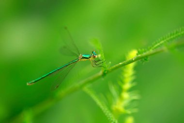 Green dragonfly sitting on grass