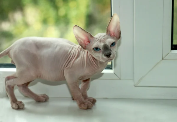 Sphinx cat on windowsill — Stock Photo, Image