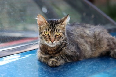 Şirin sokak kedisinin portresi