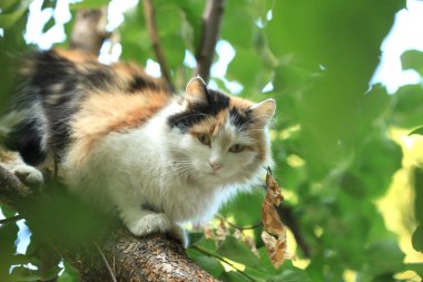 Şirin sokak kedisinin portresi