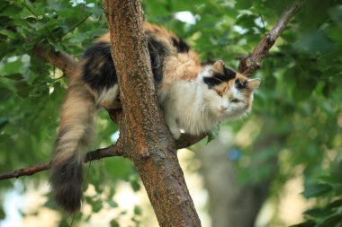 Şirin sokak kedisinin portresi