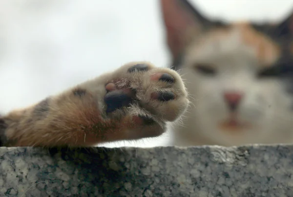 Gato fofo — Fotografia de Stock