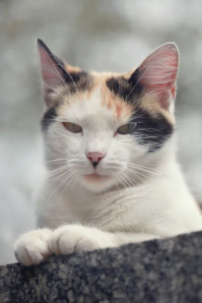 Gato fofo — Fotografia de Stock