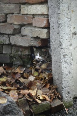 Duvarın altında oturan sevimli kedi.