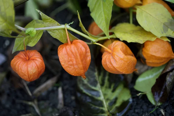 Renkli sonbahar bitkileri ve çiçekleri