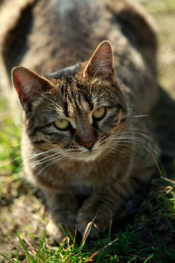 Şirin sokak kedisinin portresi
