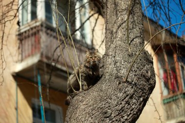Şirin sokak kedisinin portresi