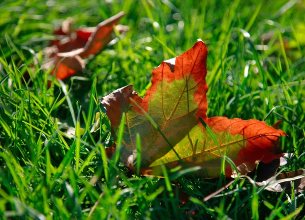 Green leaf — Stock Photo, Image