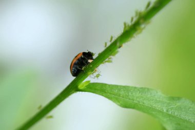 Kırmızı uğur böceği bitkinin üzerinde oturuyor