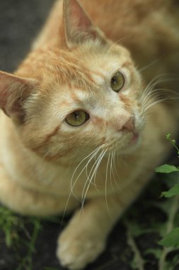 Şirin sokak kedilerinin portresi