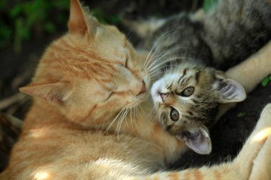 Şirin sokak kedilerinin portresi