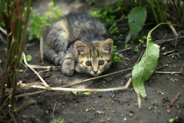 Şirin sokak kedilerinin portresi