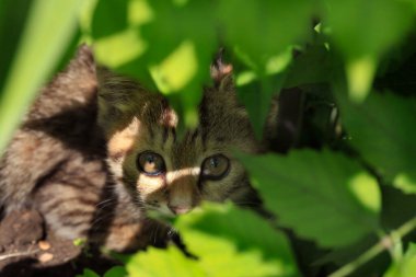 Yaprakların altındaki sevimli sokak kedisinin portresi