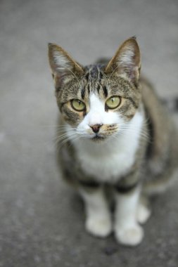 Şirin sokak kedisinin portresi