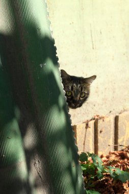 Şirin sokak kedisinin portresi