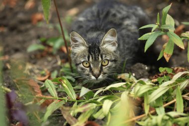 Şirin sokak kedisinin portresi
