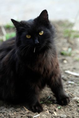 Şirin sokak kedisinin portresi