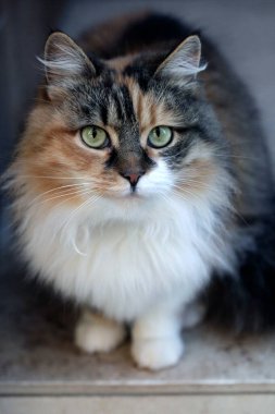 Şirin pofuduk kedi portresi