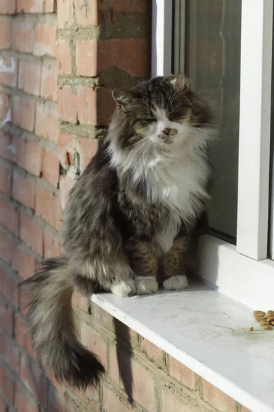 Şirin pofuduk kedi portresi