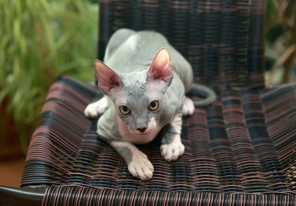 Sphinx cat — Stock Photo, Image