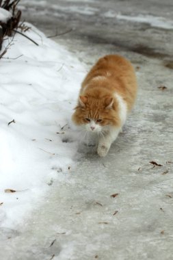 Karda tatlı pofuduk kedi portresi