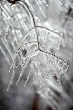 Kışın ağaç dallarındaki buzlar