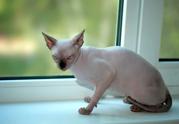 Sphinx cat — Stock Photo, Image