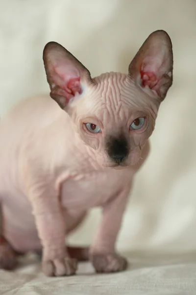 Sphinx cat — Stock Photo, Image