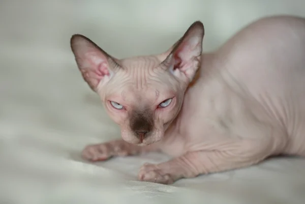 Sphinx cat — Stock Photo, Image