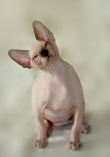 Sphinx cat — Stock Photo, Image