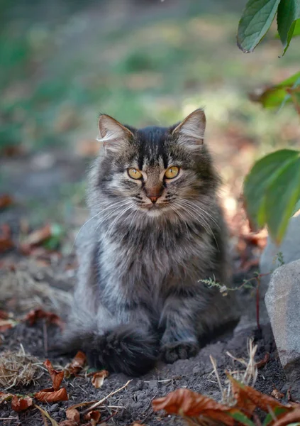 Şirin tüylü yavru kedi — Stok fotoğraf