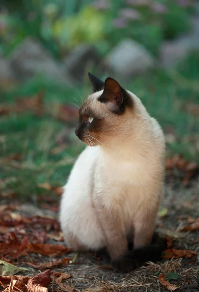 Cute fluffy  kitten — Stock Photo, Image