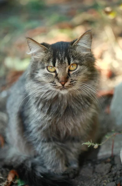 Carino morbido gattino — Foto Stock