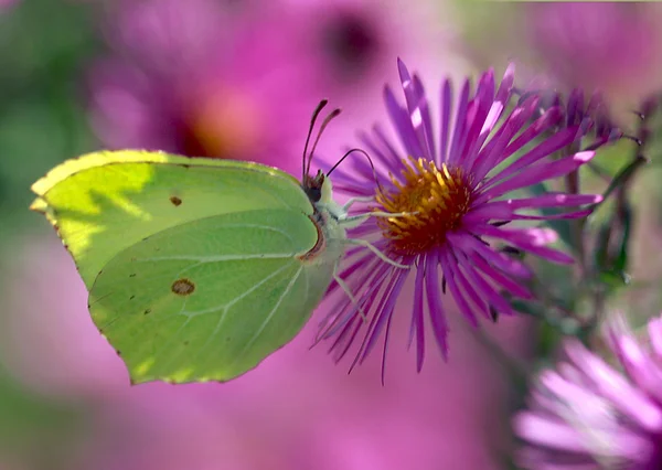 Gelber Schmetterling auf rosa Blume — Stockfoto