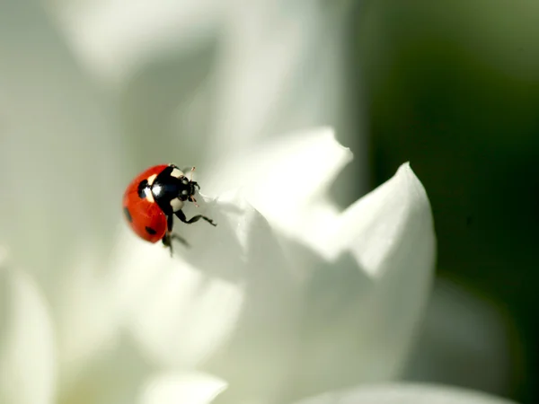 Beyaz gül üzerinde kırmızı uğur böceği — Stok fotoğraf