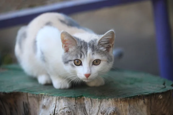 Gato bonito ao ar livre — Fotografia de Stock