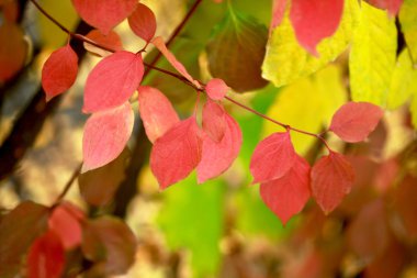 renk sonbahar yaprakları