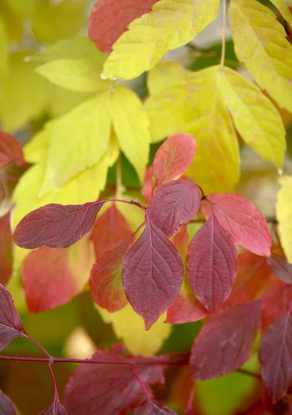 Couleur feuilles d'automne — Photo