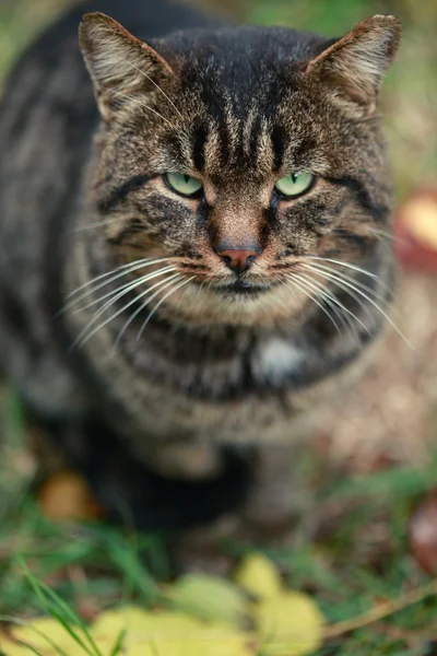 かわいい縞模様の猫 — ストック写真