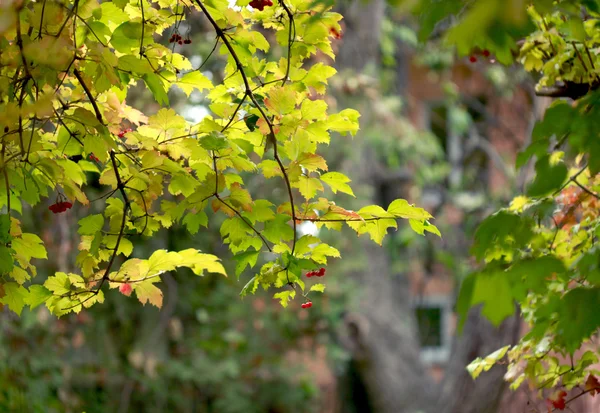 Kleur herfst herfst — Stockfoto